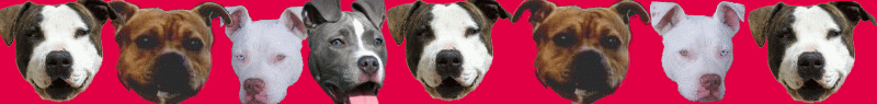 Honden Lijnen 