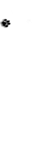 Honden Lijnen 