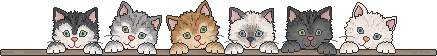 Katten Lijnen 