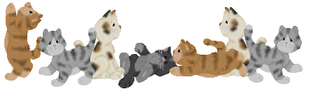 Katten Lijnen 