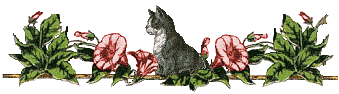 Katten Lijnen 