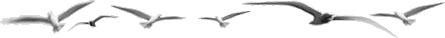 Vogels Lijnen 