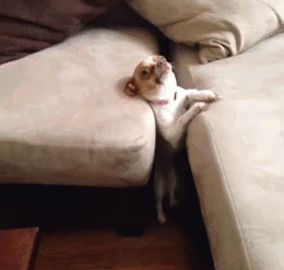 Honden GIF. Dieren Gifs Hond Bank hangen 