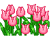 Bloemen Mini plaatjes Tulpen Roze