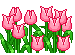 Bloemen Mini plaatjes Tulpen Roze