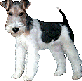Honden Mini plaatjes 