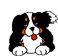 Honden Mini plaatjes 