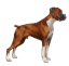 Honden Mini plaatjes 