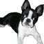 Honden Mini plaatjes 