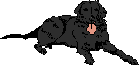 Honden Mini plaatjes 