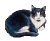 Katten Mini plaatjes 