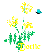 Naamanimaties Dottie 