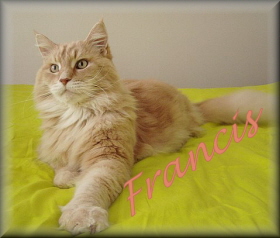 Naamanimaties Francis 