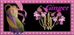 Ginger Naamanimaties 