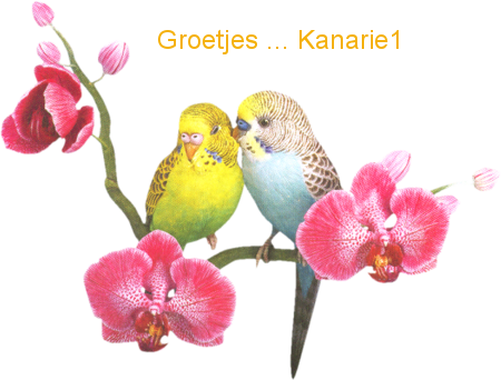 Kanarie Naamanimaties 