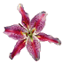Bloemen Pasen Pasen plaatjes 