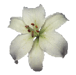Bloemen Pasen Pasen plaatjes 