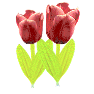 Bloemen Pasen Pasen plaatjes Twee Rode Tulpen