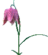 Bloemen Pasen Pasen plaatjes 