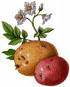 Aardappel Plaatjes  Aardappels Met Plant