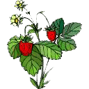 Aardbeien Plaatjes Aardbeien Plant