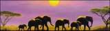 Afrika Plaatjes Olifanten Kudde Afrika