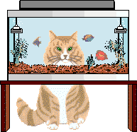 Plaatjes Aquarium Aquarium Met Kat