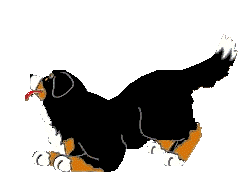 Plaatjes Berner sennenhonden 