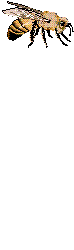 Bijen Plaatjes 
