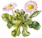 Bloemen Plaatjes 