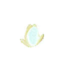 Bloemen Plaatjes 