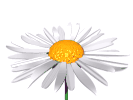 Bloemen Plaatjes 