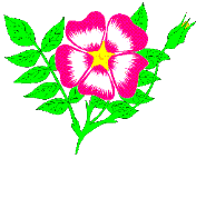 Bloemen Plaatjes 