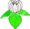 Bloemen Plaatjes 