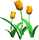 Bloemen Plaatjes 