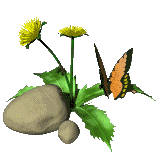 Bloemen Plaatjes 