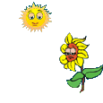 Bloemen Plaatjes 