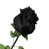 Bloemen Plaatjes 