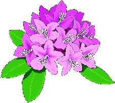 Bloemen Plaatjes 