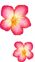 Bloemen Plaatjes 