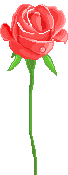 Bloemen Plaatjes Rode Roos Zonder Doorns