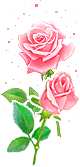 Bloemen Plaatjes Roze Rozen