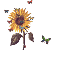 Bloemen Plaatjes 