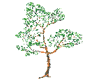 Bomen Plaatjes 