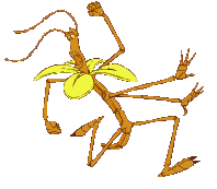 Plaatjes Bugslife 