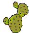 Plaatjes Cactussen Cactus Met Bloemen