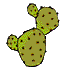 Plaatjes Cactussen Cactus Met Bloemen