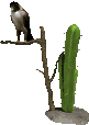 Plaatjes Cactussen Vogel Op Tak Naast Cactus