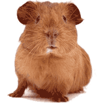 Cavia Plaatjes 