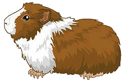 Cavia Plaatjes 